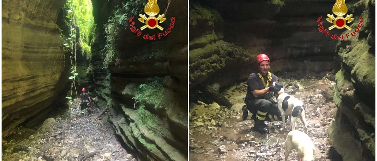 Cani finiscono in un dirupo a Polia: li salvano i vigili del fuoco - Foto