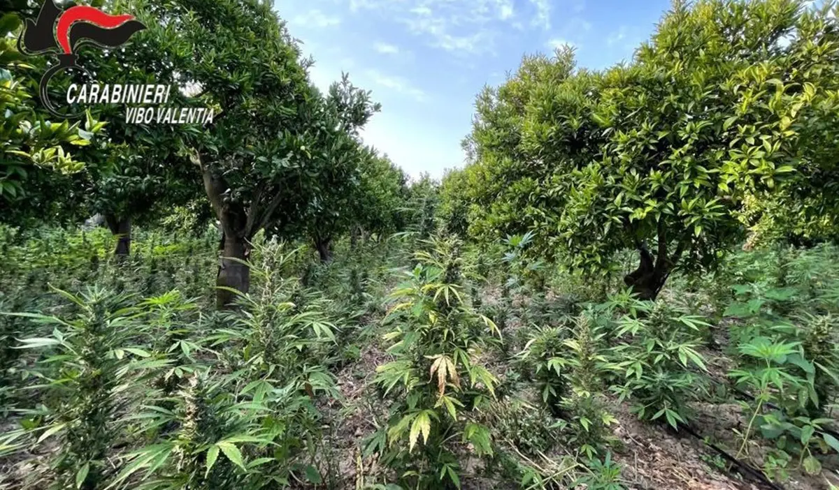 Marjuana, diecimila piante nel Vibonese: arrestato imprenditore - Video