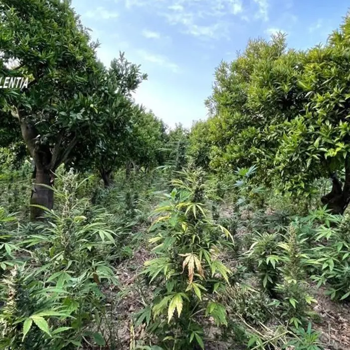 Marjuana, diecimila piante nel Vibonese: arrestato imprenditore - Video
