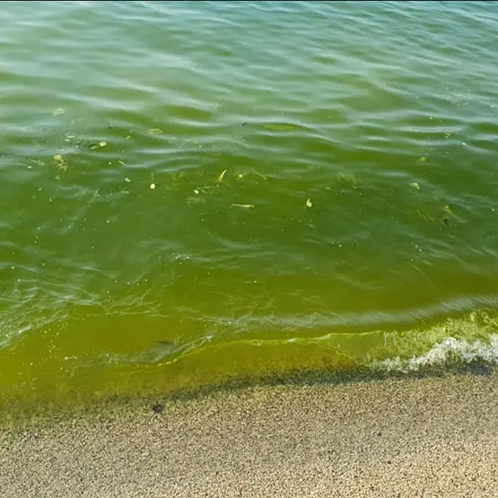Mare sporco e sdegno: la Pro loco di Vibo Marina chiede approfondimenti