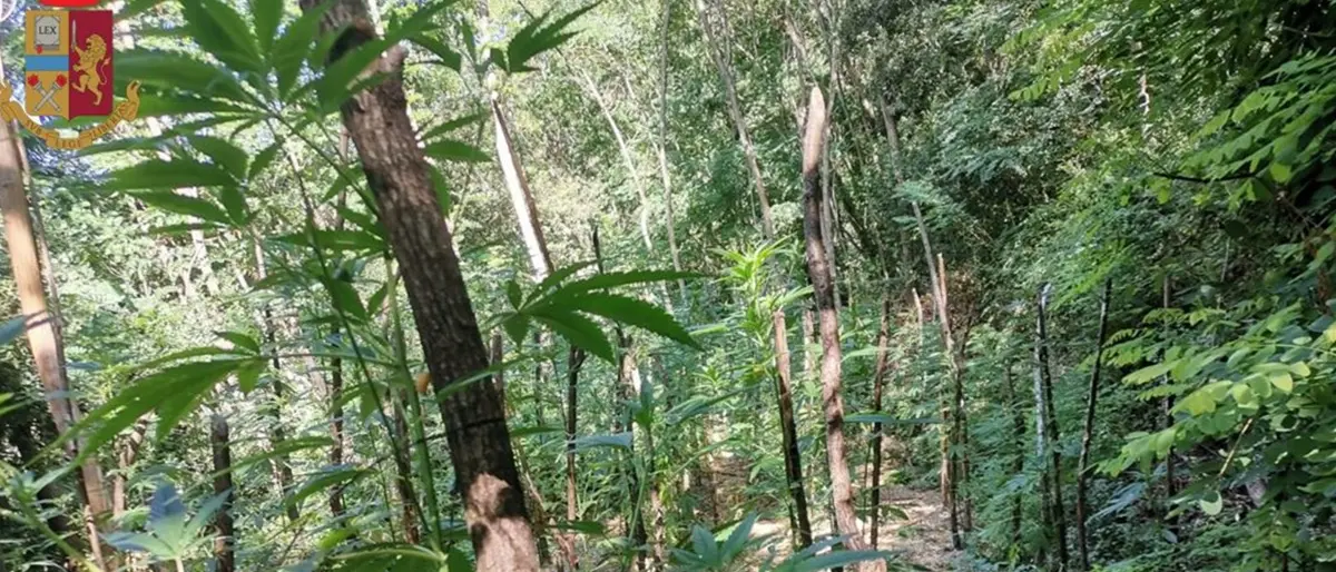 Marijuana scoperta nel Vibonese: avrebbe assicurato oltre 50mila euro