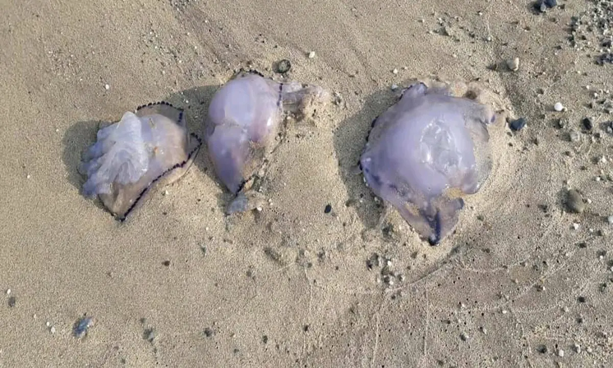 Moria di pesci e meduse fra Pizzo e l'Angitola: appello a Regione, Prefettura e Capitaneria