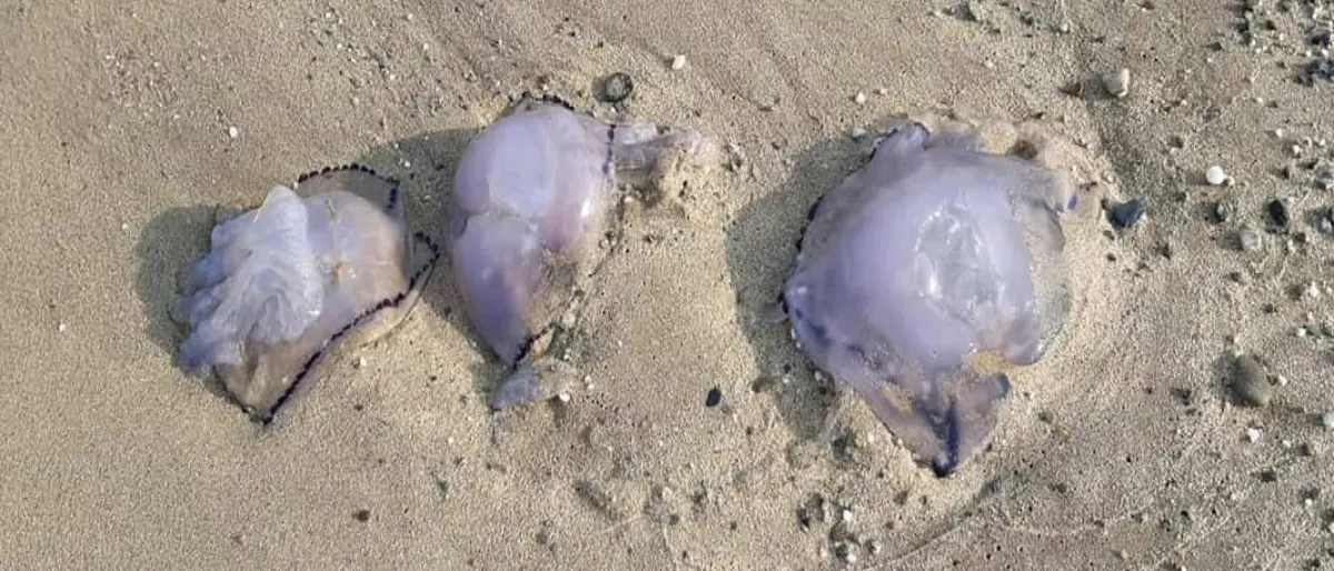 Moria di pesci e meduse fra Pizzo e l'Angitola: appello a Regione, Prefettura e Capitaneria