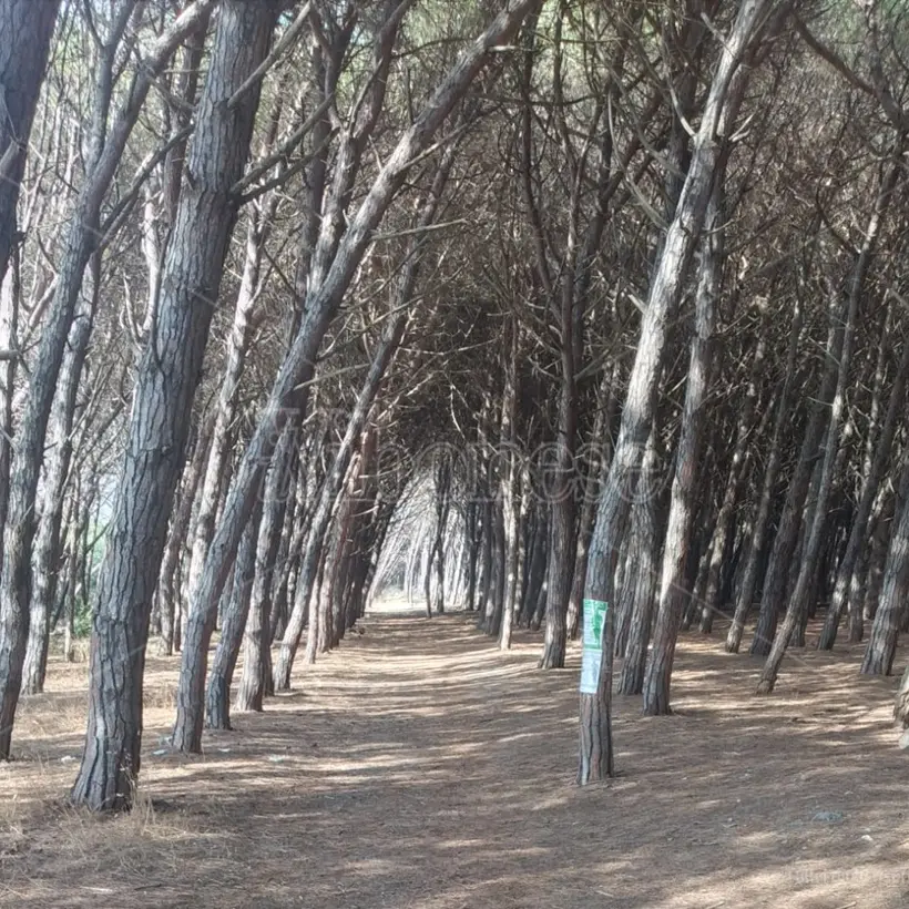 Pineta di Nicotera a rischio incendi, appello di Movi@Vento: «Intervenite prima che sia troppo tardi»