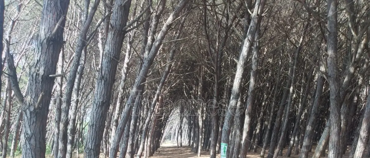 Wwf Calabria per il recupero e la salvaguardia della pineta di Nicotera Marina