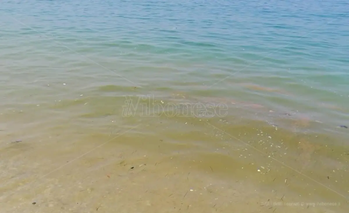Ancora chiazze marroni e mare verde nel Vibonese. E i turisti scappano