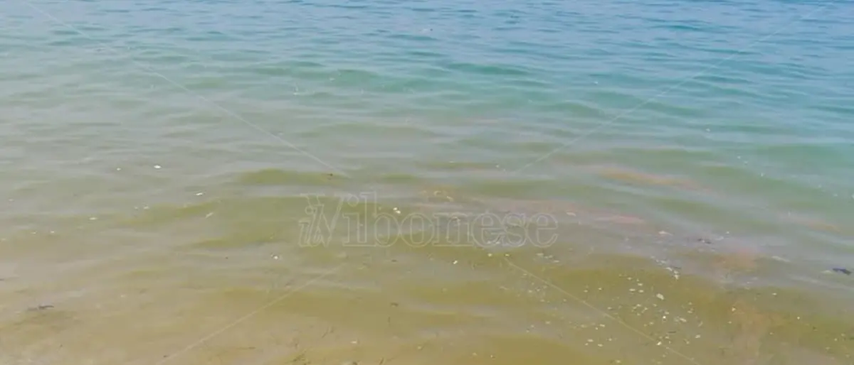 Ancora chiazze marroni e mare verde nel Vibonese. E i turisti scappano