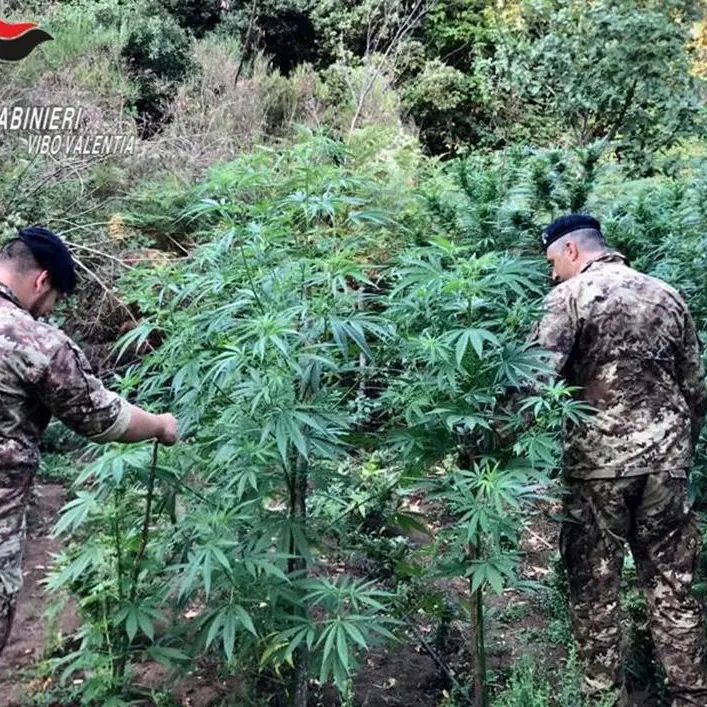 Marijuana: oltre mille piante scoperte dai carabinieri a Nardodipace-Video