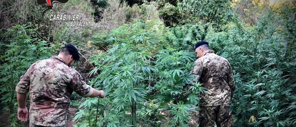Marijuana: oltre mille piante scoperte dai carabinieri a Nardodipace-Video