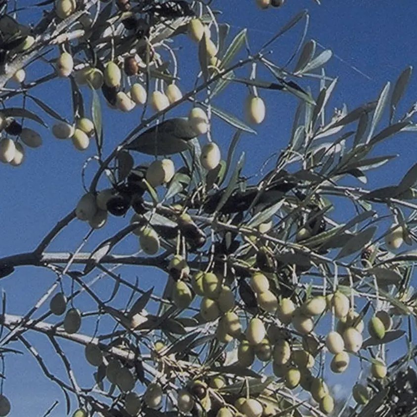 L’Olivo della Madonna torna a fiorire davanti alle chiese vibonesi: al via la V edizione dell'iniziativa che fonde religione e tutela ambientale