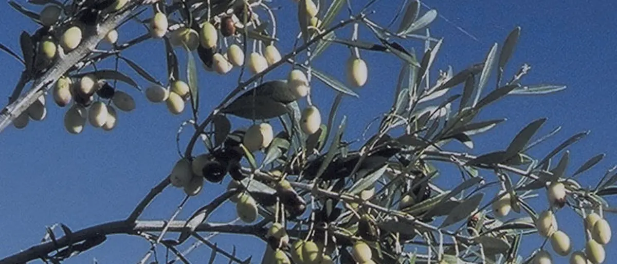 L'Olivo bianco della Madonna arriva anche al carcere di Vibo: se ne prenderanno cura i detenuti