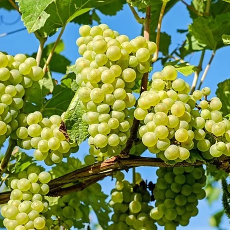 Al via la vendemmia a Francavilla Angitola: «Ottima annata per lo Zibibbo»