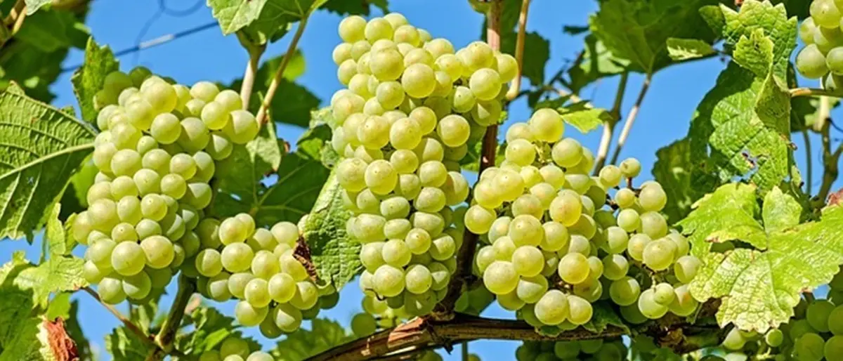 Al via la vendemmia a Francavilla Angitola: «Ottima annata per lo Zibibbo»