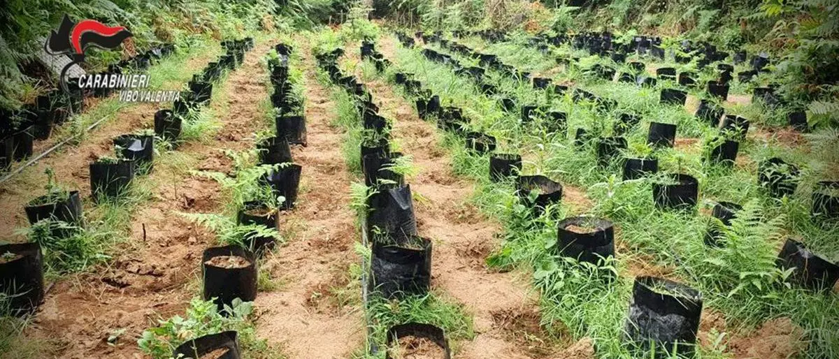 Vivaio della marijuana scoperto nelle Preserre vibonesi