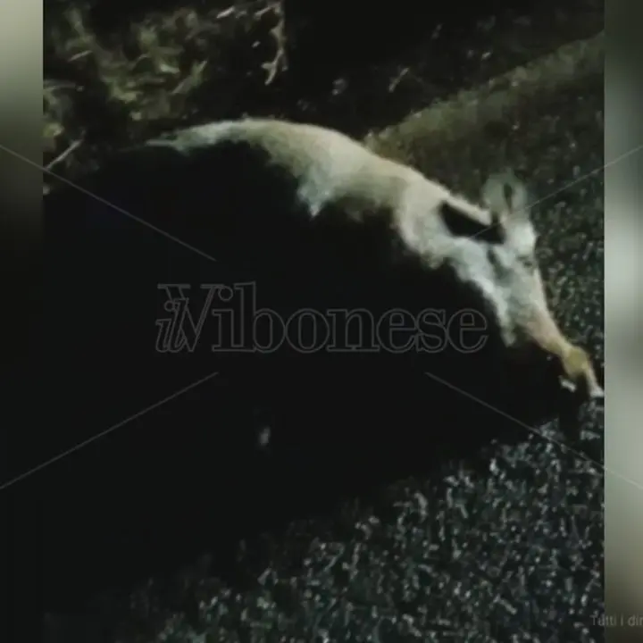 Francavilla, moto si scontra con un cinghiale: «Situazione fuori controllo» - Video