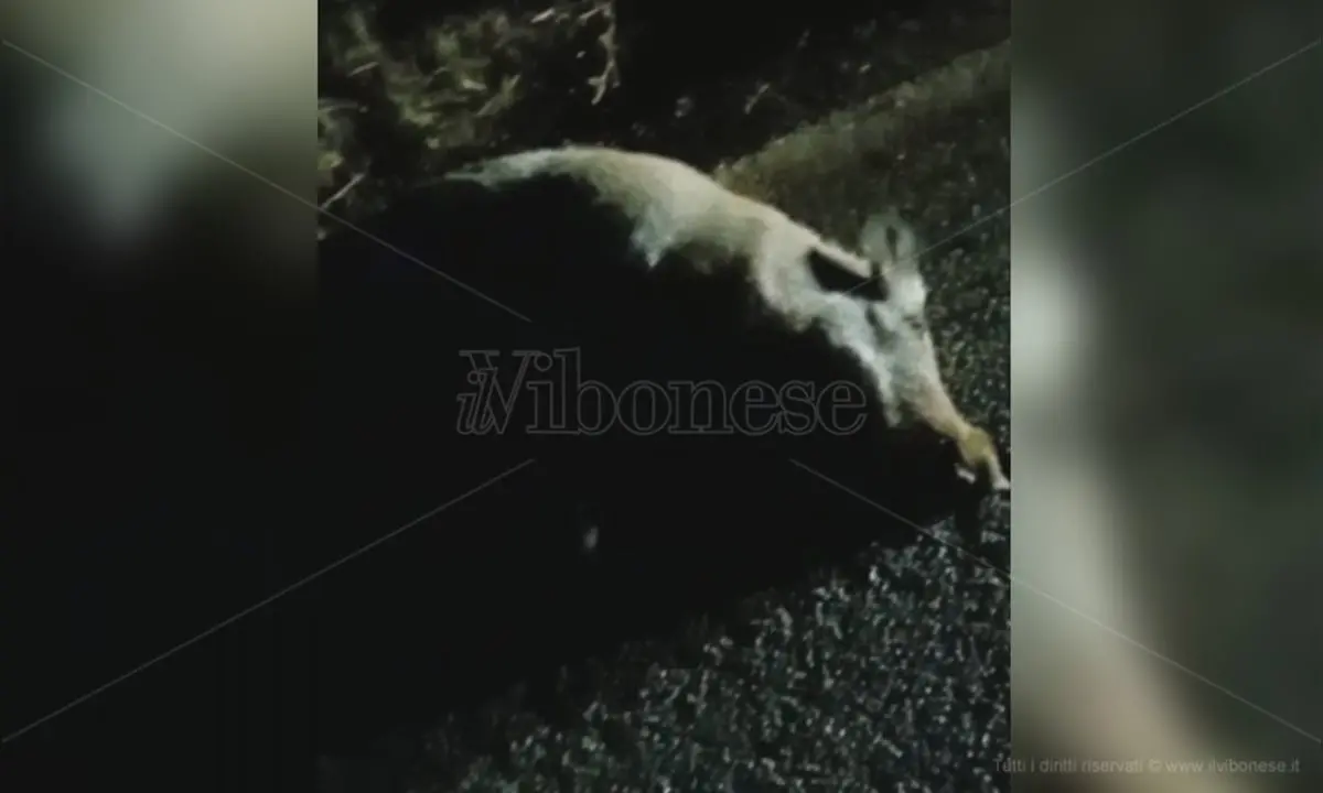 Francavilla, moto si scontra con un cinghiale: «Situazione fuori controllo» - Video