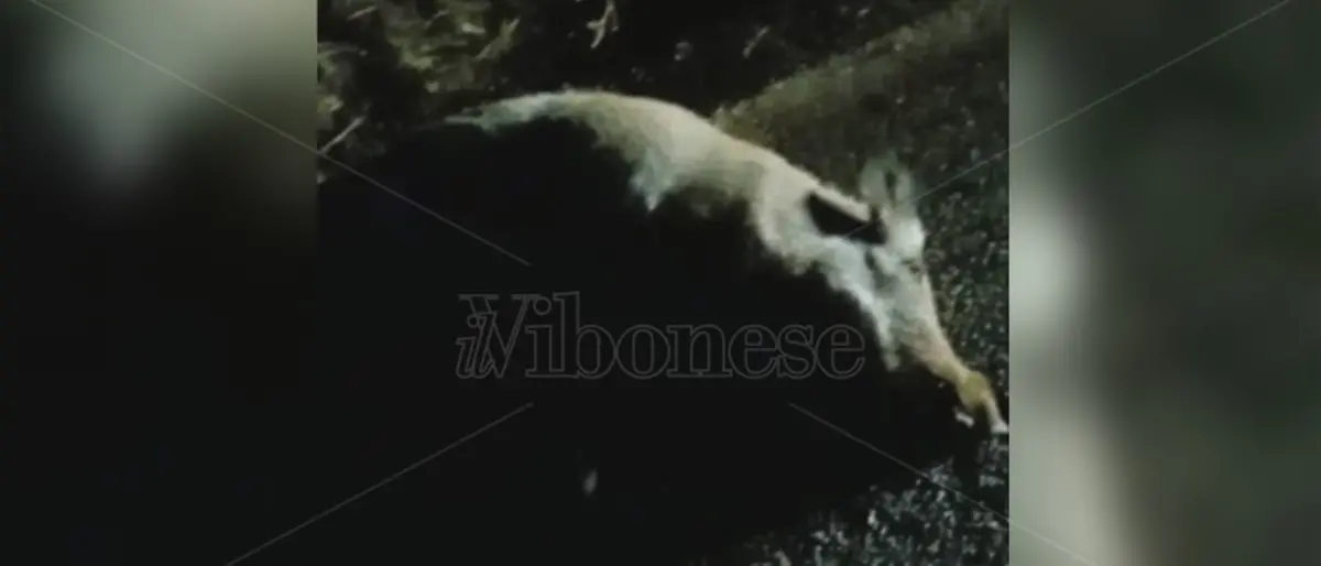 Francavilla, moto si scontra con un cinghiale: «Situazione fuori controllo» - Video
