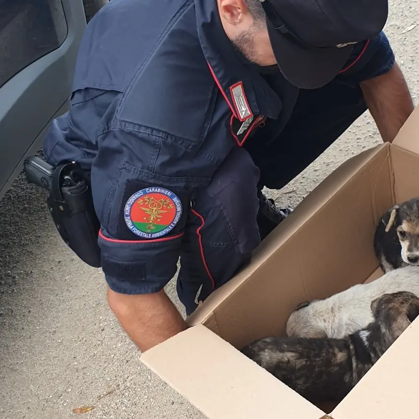 Monte Poro, tre cagnolini abbandonati messi in salvo dai carabinieri forestali