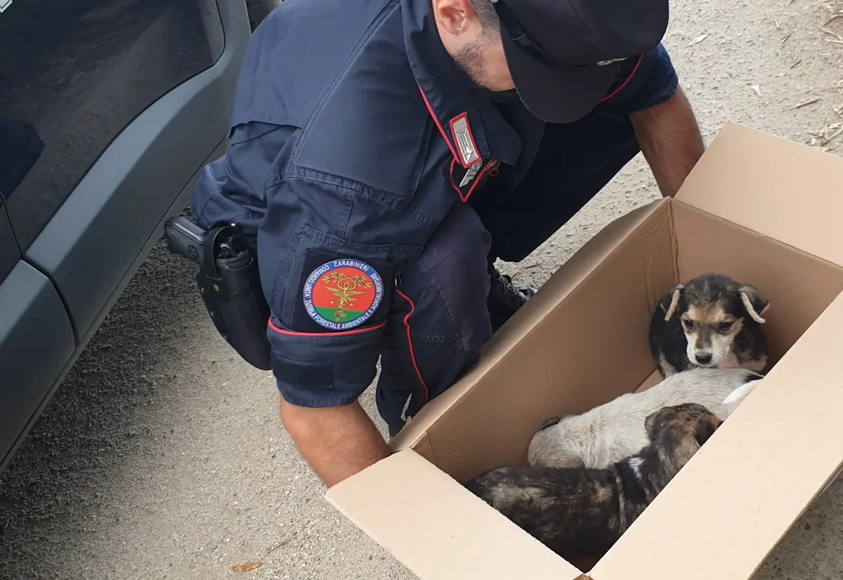 Monte Poro, tre cagnolini abbandonati messi in salvo dai carabinieri forestali