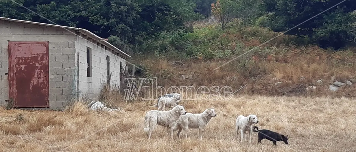 Cosa fare davanti a un branco di cani aggressivi: parla l'esperto - Video