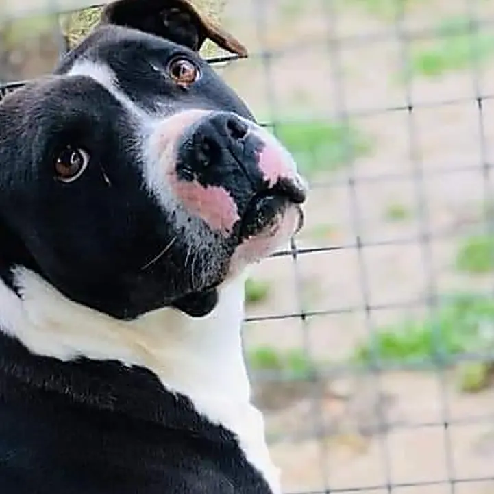 Canile di Vibo, l’iniziativa del Comune per incentivare le adozioni