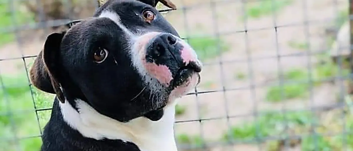 Vibo, al via i lavori al canile comunale. L'associazione Argo: «Si avvera un sogno»