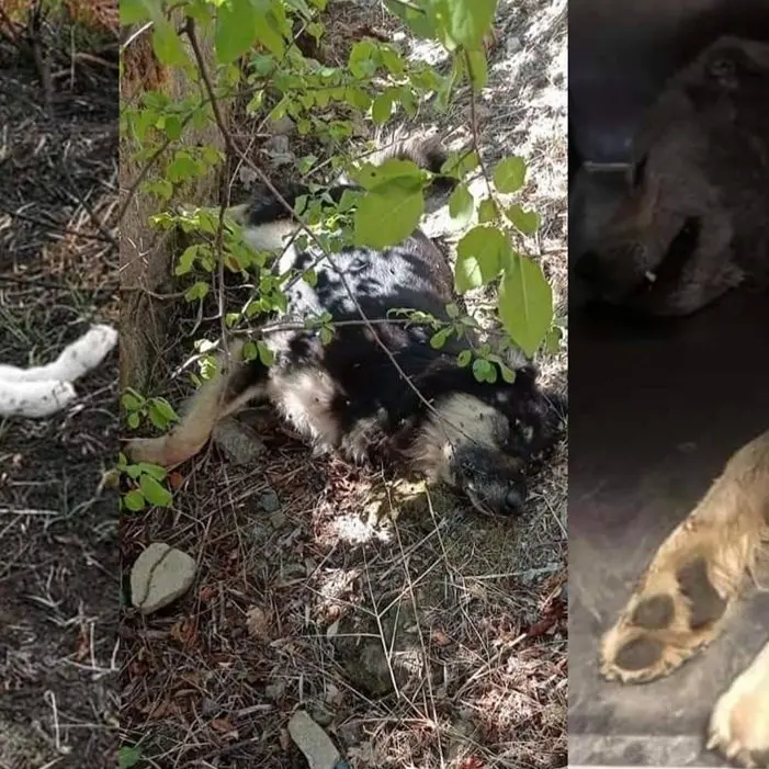 Strage di cani a Catanzaro dopo la tragica morte di Simona. I volontari: «Violenza inutile»