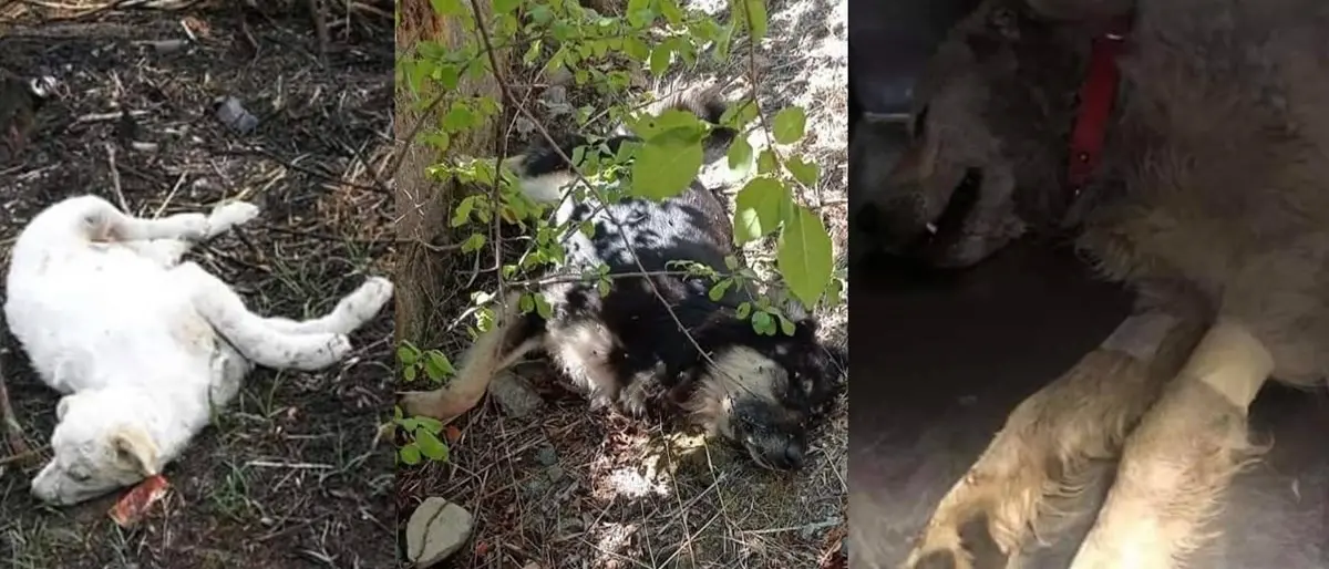 Strage di cani a Catanzaro dopo la tragica morte di Simona. I volontari: «Violenza inutile»