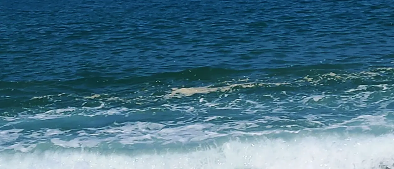 Inquinamento del mare, il gruppo Uniti per il golfo di Sant’Eufemia: «Troppi pochi interventi»