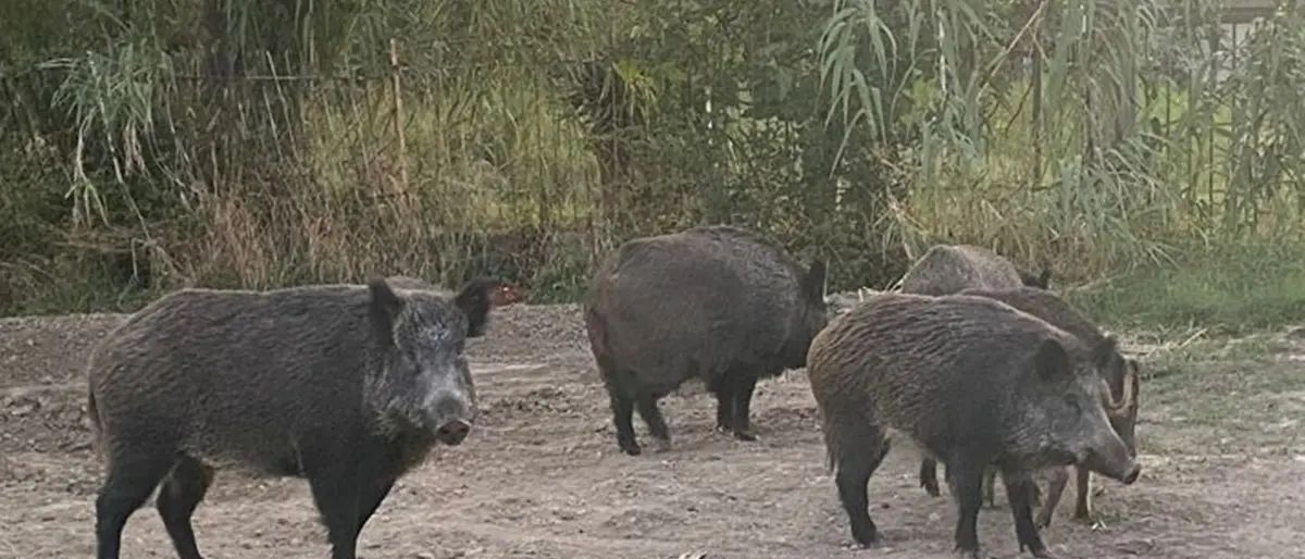 Emergenza cinghiali, nuove adesioni per la manifestazione di giovedì a Vibo