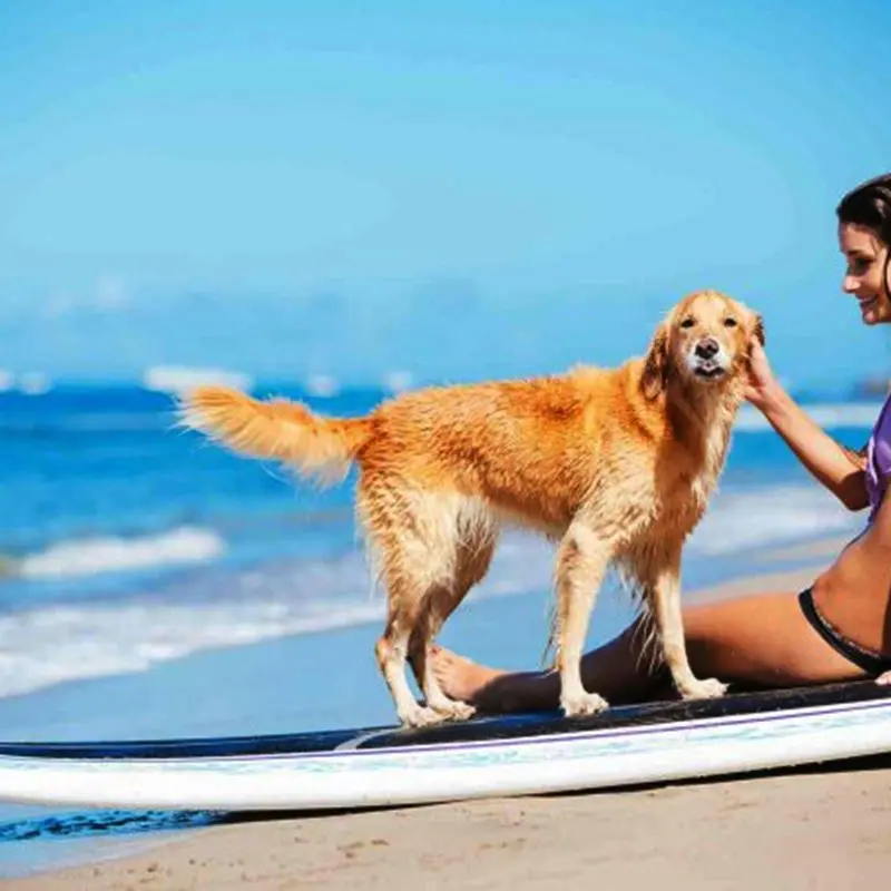 Divieto di animali in spiaggia, il Tar boccia il sindaco di Tropea