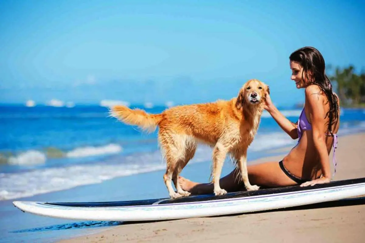 Divieto di animali in spiaggia, il Tar boccia il sindaco di Tropea