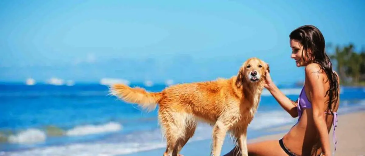 Divieto di animali in spiaggia, il Tar boccia il sindaco di Tropea