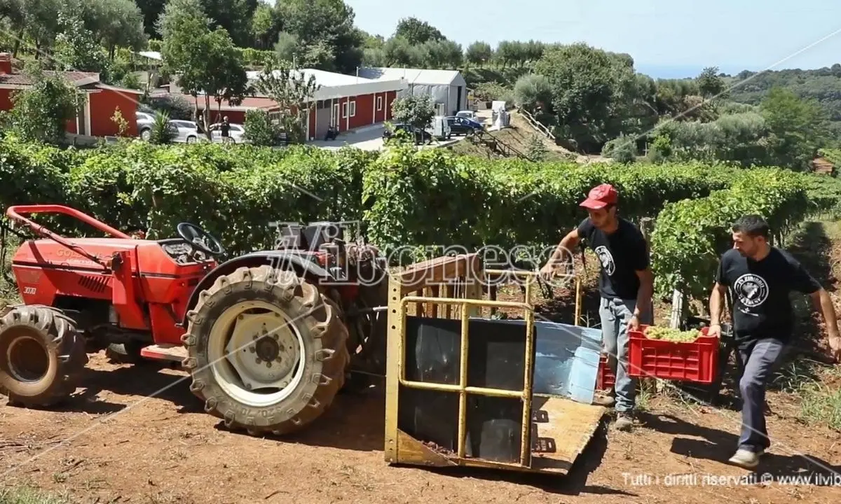 Francavilla, Giovanni e il suo zibibbo premiato anche dal New York Times - Video