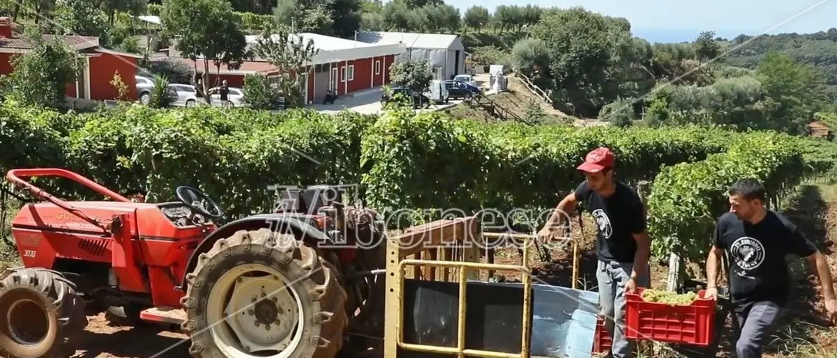 Francavilla, Giovanni e il suo zibibbo premiato anche dal New York Times - Video