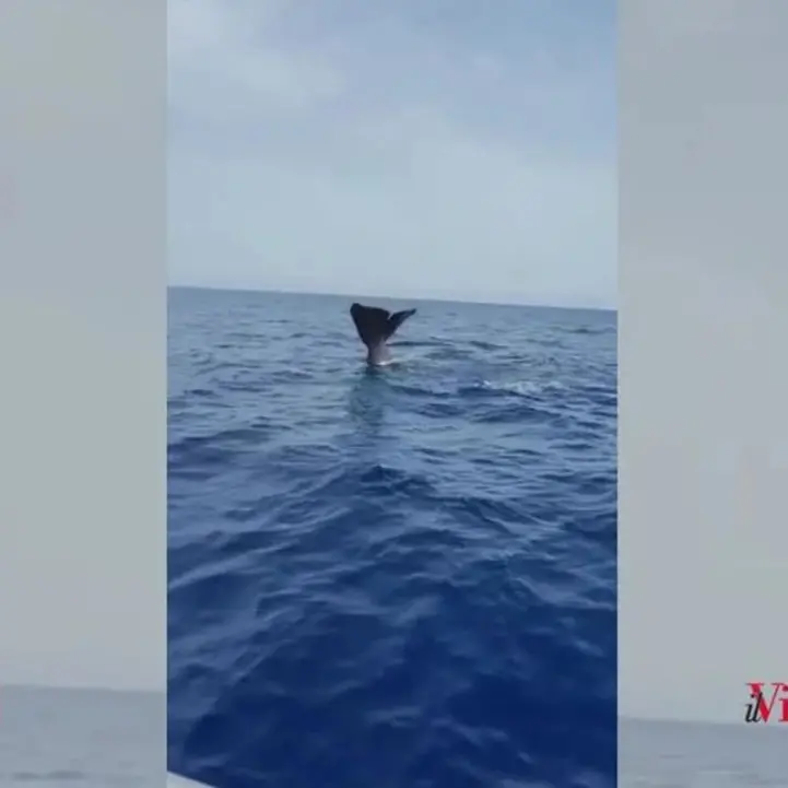 Sorpresa nelle acque tra Tropea e Zambrone: avvistato un capodoglio - Video