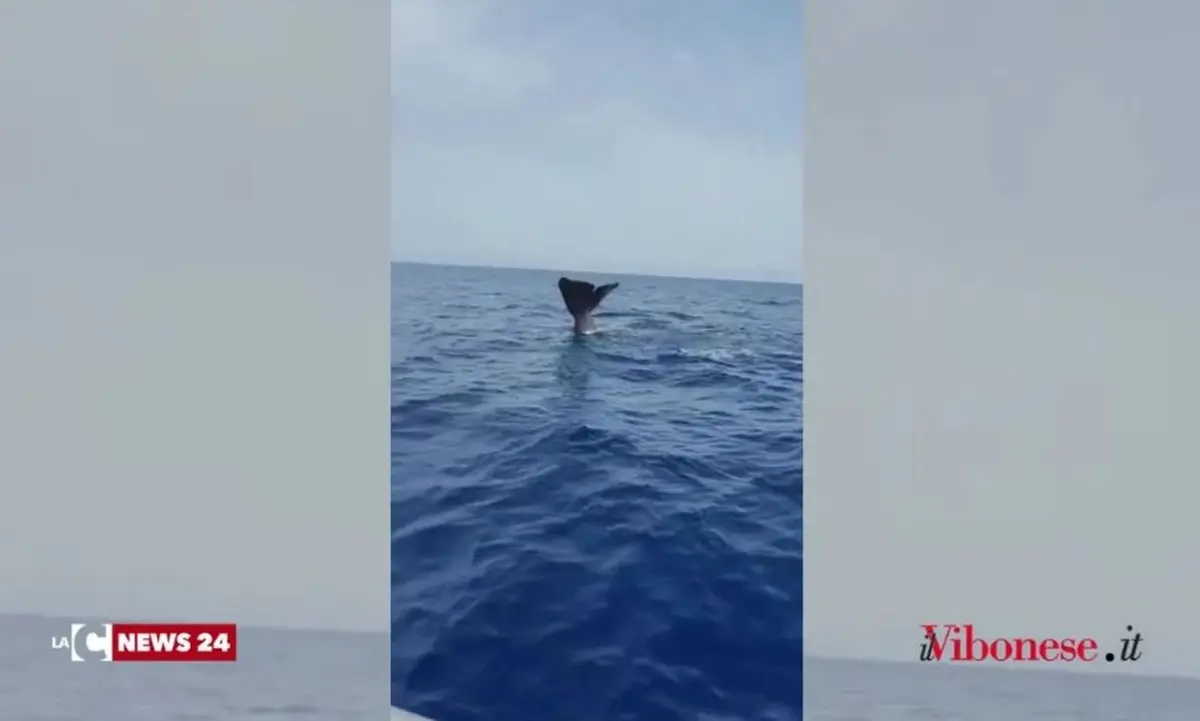 Sorpresa nelle acque tra Tropea e Zambrone: avvistato un capodoglio - Video