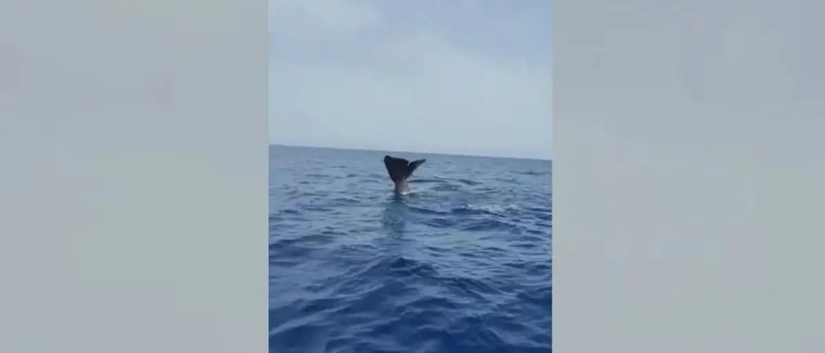 Sorpresa nelle acque tra Tropea e Zambrone: avvistato un capodoglio - Video