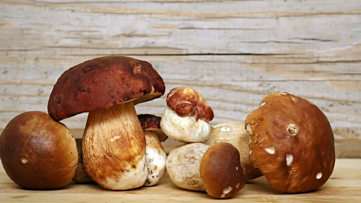 Mushroom Boletus over Wooden Background. Autumn Cep Mushrooms picking. , Getty Images/iStockphoto