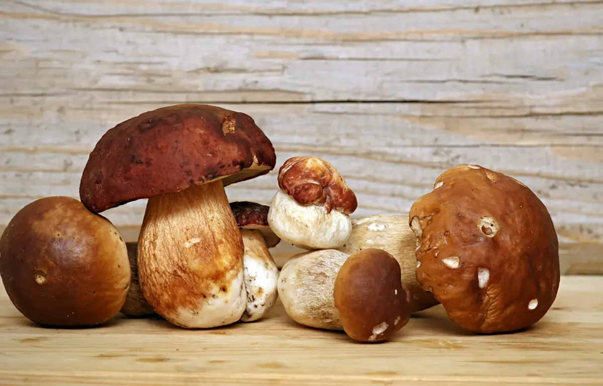 A Serra San Bruno ritorna il tradizionale appuntamento con la Festa del Fungo