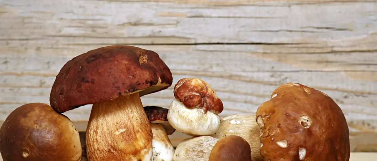 A Serra San Bruno tutto pronto per la festa del fungo