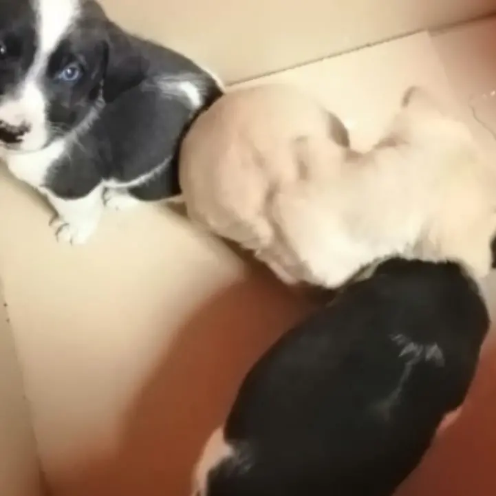 Mileto, cagnolini abbandonati per strada recuperati dai vigili urbani