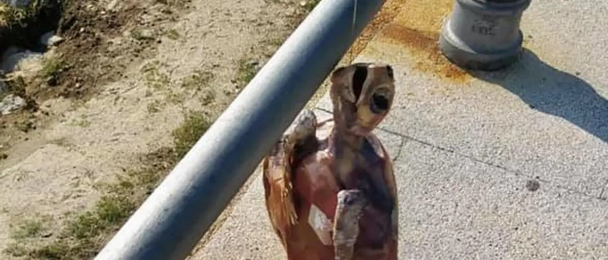 Tartaruga morta a Ricadi, Paolillo (Wwf): «Troppi decessi per interferenze con la pesca»