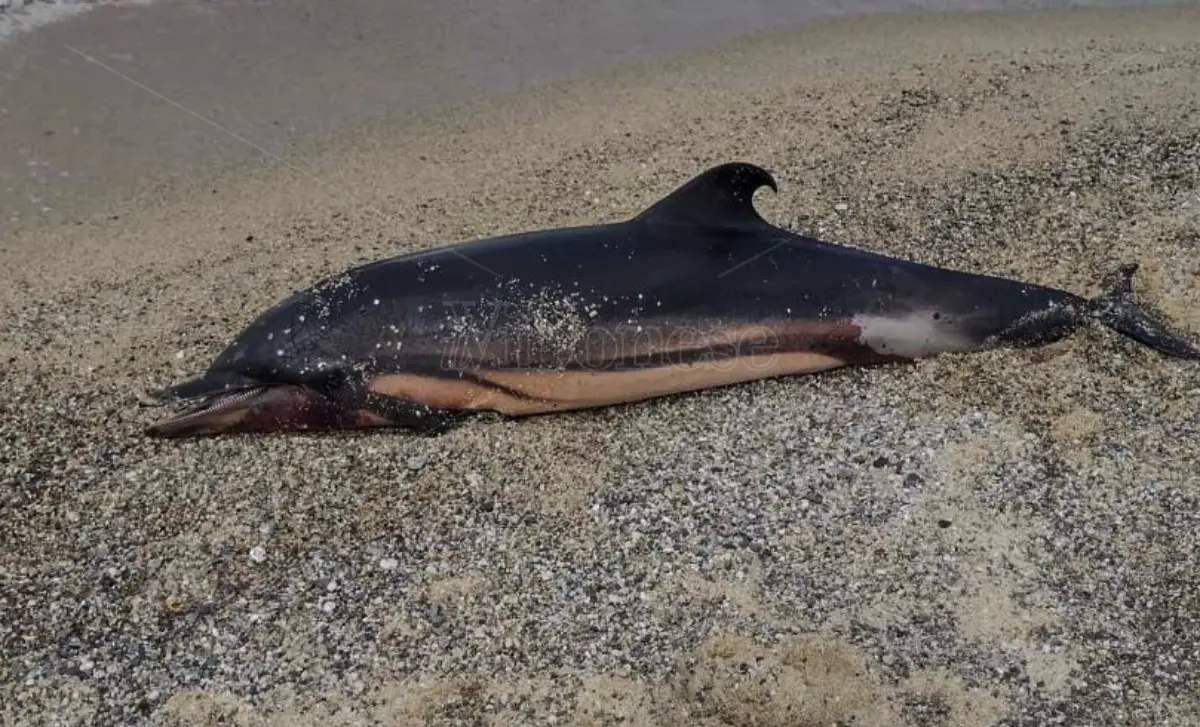 Pizzo, sulla spiaggia di località Marinella una carcassa di delfino