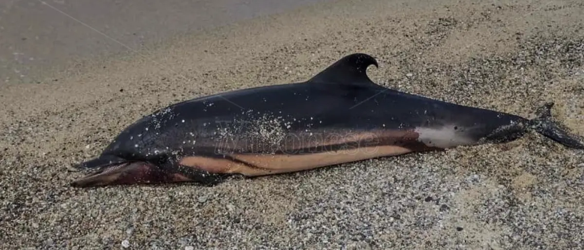 Pizzo, sulla spiaggia di località Marinella una carcassa di delfino