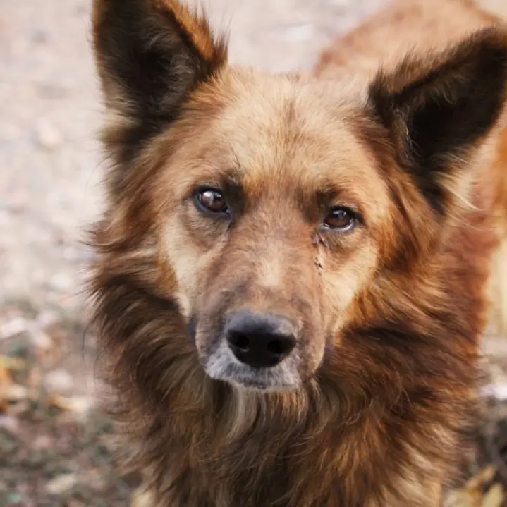 Lotta al randagismo, a Briatico giornata di micro-chippatura e sterilizzazione gratuita