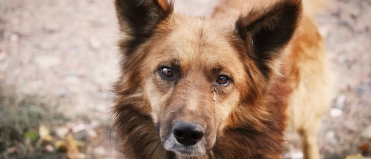 Lotta al randagismo, a Briatico giornata di micro-chippatura e sterilizzazione gratuita