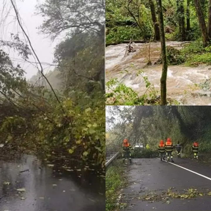 Maltempo, danni nel Vibonese: frane e alberi caduti lungo le strade dei comuni montani