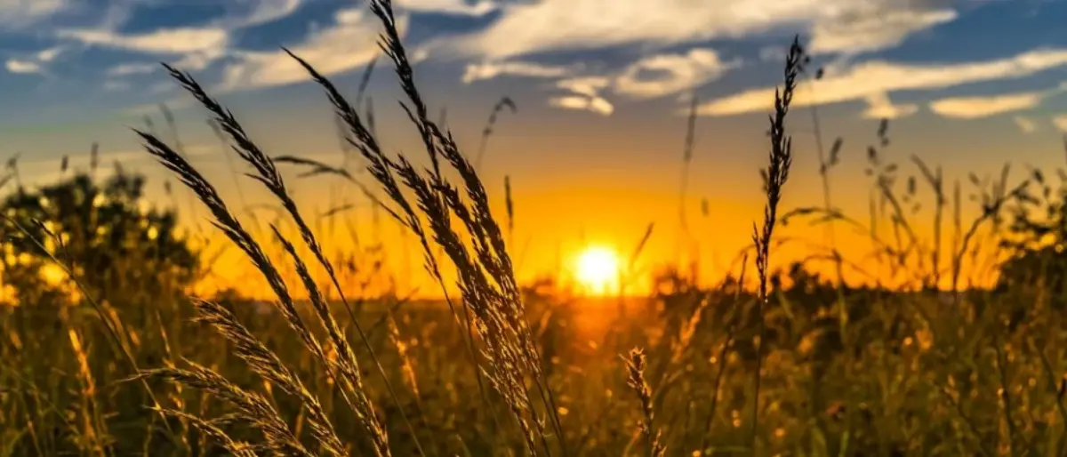 Serra San Bruno, al via “Grano nostro”: previsti laboratori, dibattiti e degustazioni