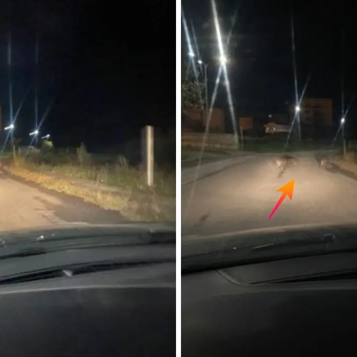 Vibo, cinghiali a spasso per il popoloso quartiere Affaccio: il video